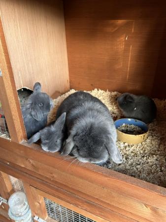 Image 3 of Gorgeous blue mini lop babies ready 6th May