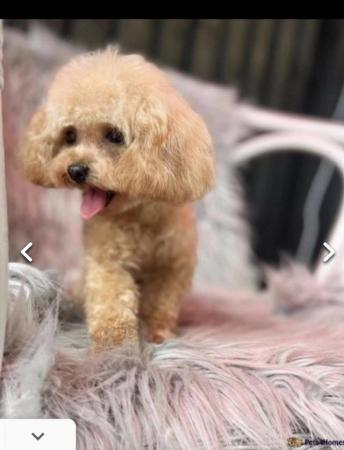Image 13 of Unique teacup Asian and toy poodle puppy