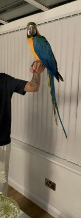 Image 4 of ??Adorable Baby Blue and Gold Macaw for Sale!??
