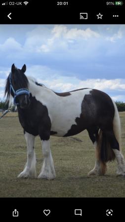 Image 1 of Cob mare to part loan 3-4 days per week