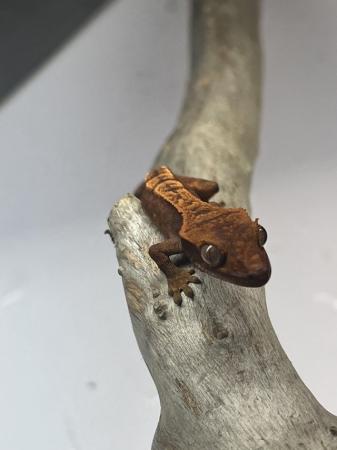 Image 3 of Crested Gecko Babies for sale