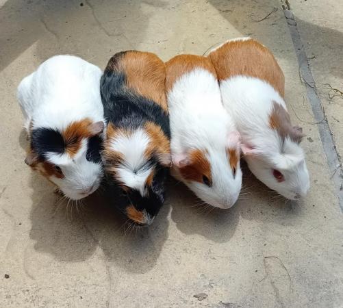 Image 1 of Baby guinea pigs looking for their forever home