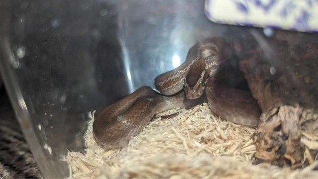 Image 3 of 11 month old house snakes