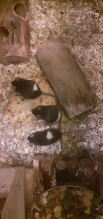 Image 4 of 4 beautiful fancy mice for sale