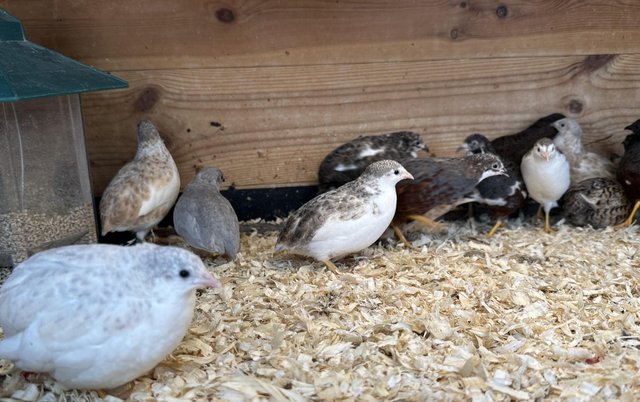 Preview of the first image of Coturnix Quails / Chinese painted quails.