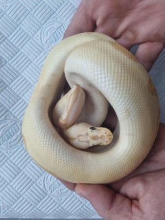 Image 4 of Male royal ball python for sale.