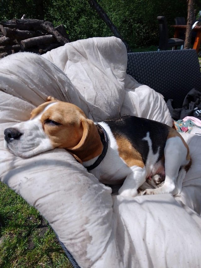 Preview of the first image of beautiful breeding pair beagles.