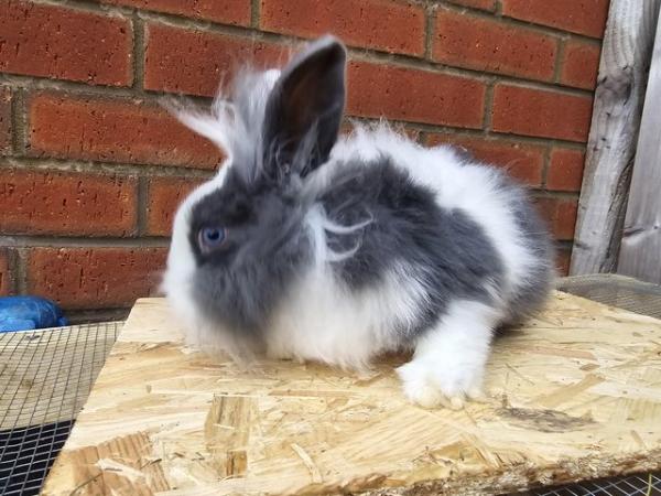 Image 7 of Gorgeous lionheads bucks and does available