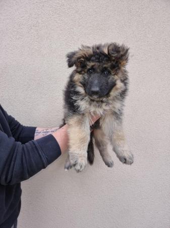 Image 23 of Stunning long coat kc registered german shepherd puppies