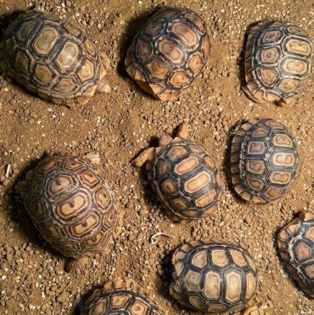 Image 3 of Large Selection of Tortoise Available in Store Now!!