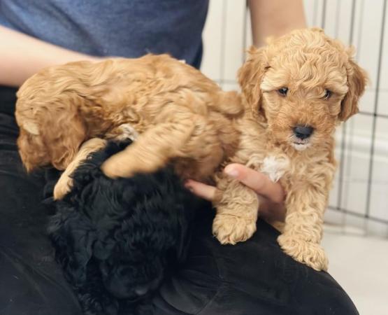 Image 24 of Red, apricot and black cockapoo pups (2 female / 3 male left