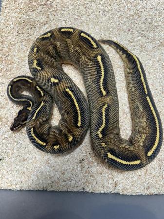 Image 3 of Various Snakes For Sale please see