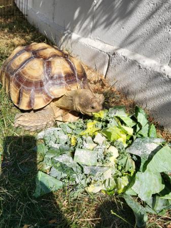 Image 4 of 7 year old male sulcata tortoise