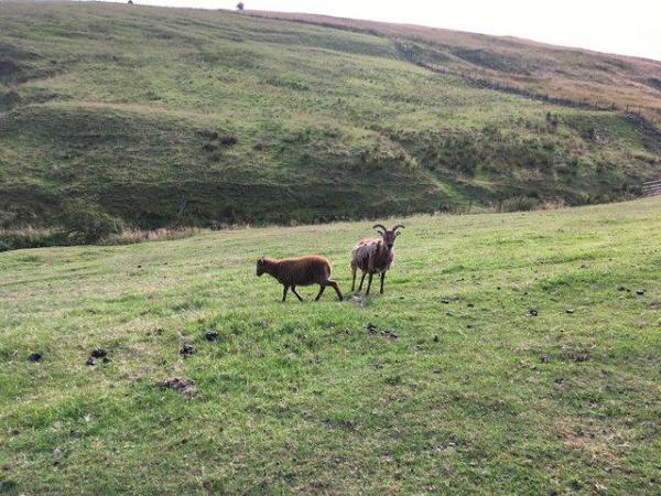 Image 1 of Soay lambs and sheep, hardy , low maintenance, eco friendly