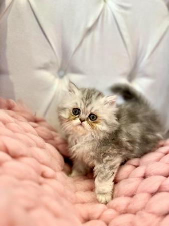 Image 24 of **Stunning 5 generation pedigree Persian kittens**