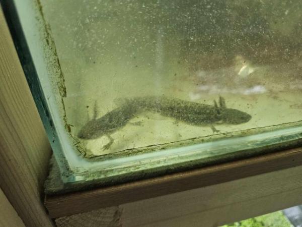 Image 5 of Young axolotls for sale