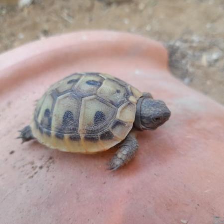 Image 6 of 9 month old and 4 year old Hermann Tortoise from £80