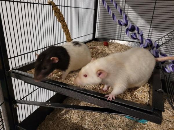 Image 1 of 2 gorgeous dumbo male rats needing a new home