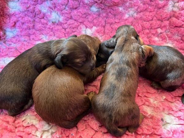 Image 7 of Dachshunds - Miniature Long Haired