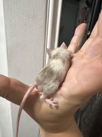 Image 7 of Fancy Mice £10 each fantastic pets
