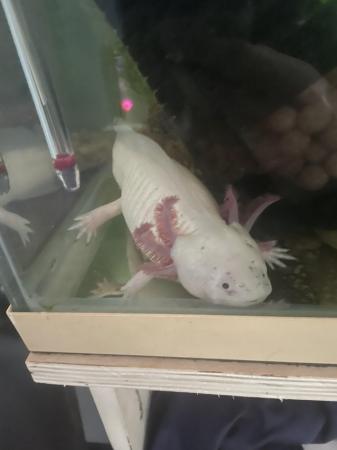 Image 1 of 2 leucistic adult axolotls (tank, hides and equipment)