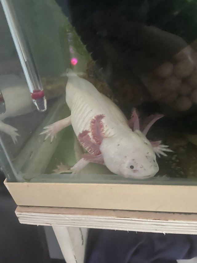 Preview of the first image of 2 leucistic adult axolotls (tank, hides and equipment).