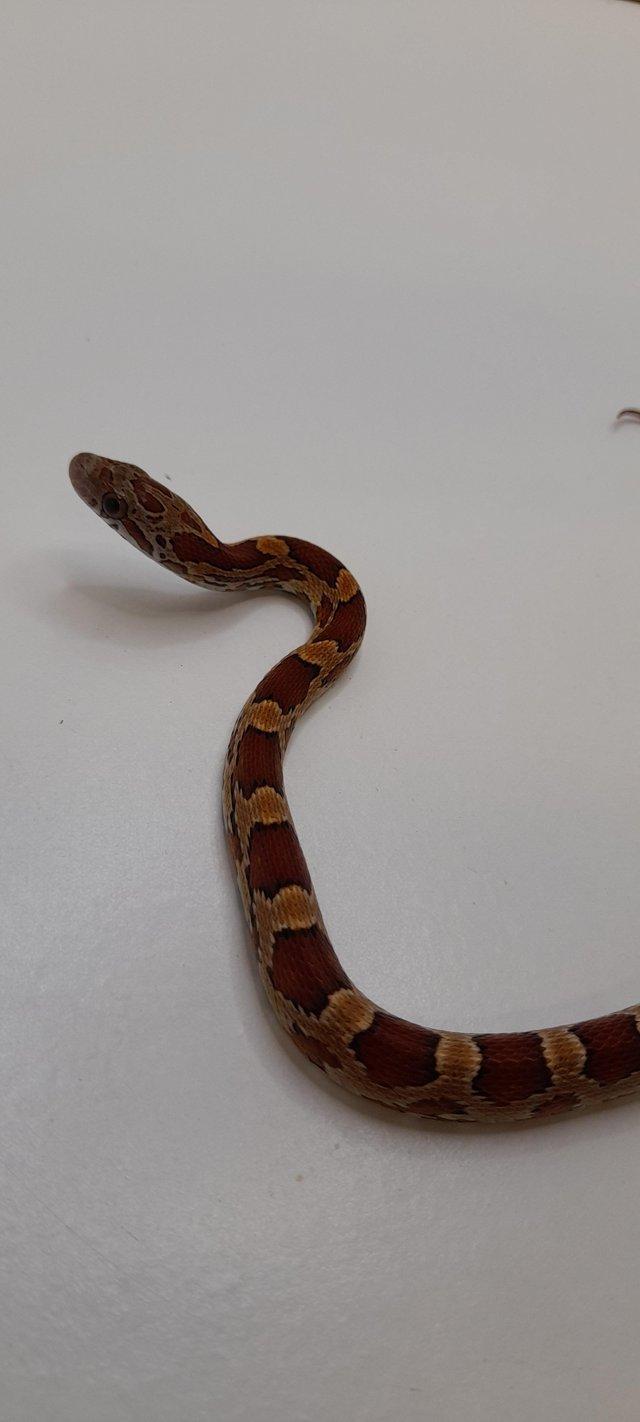 Preview of the first image of 2023 CB Okeetee het Charcoal corn snakes.
