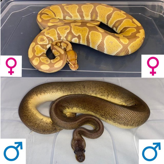Preview of the first image of Royal (Ball) Pythons For Sale.