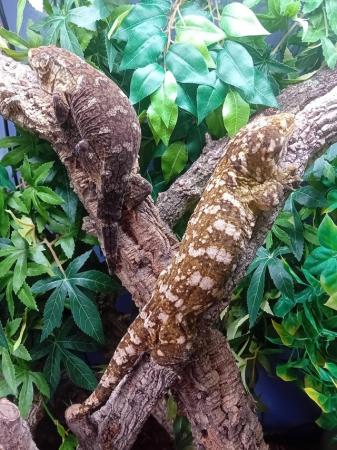 Image 2 of Breeding pair of Mt koghis friedel Line Leachie geckos!!
