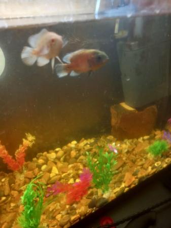 Image 4 of 2 Beautiful Oscars Fish For Sale