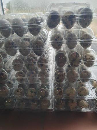 Image 5 of Japanese/ jumbo quail hatching eggs