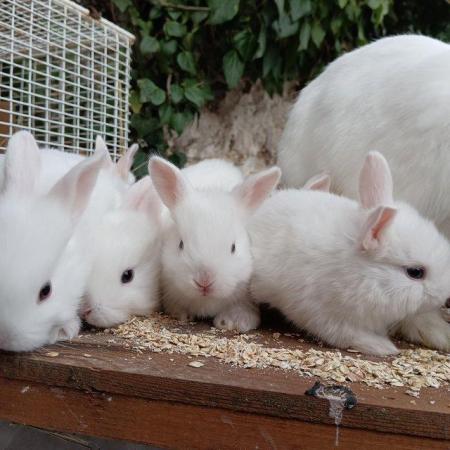 Image 5 of Blue eyed white rescued baby rabbits