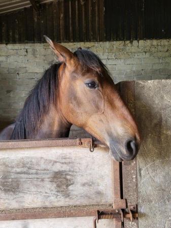 Image 3 of Beautiful 22 mth old Filly for sale
