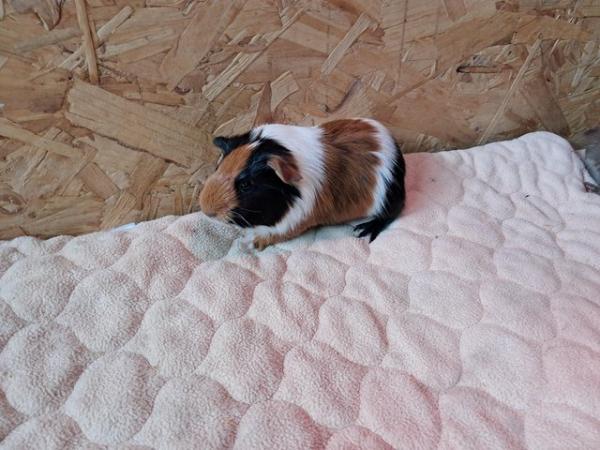 Image 2 of 2 bonded brother male guinea pigs £30 for both!