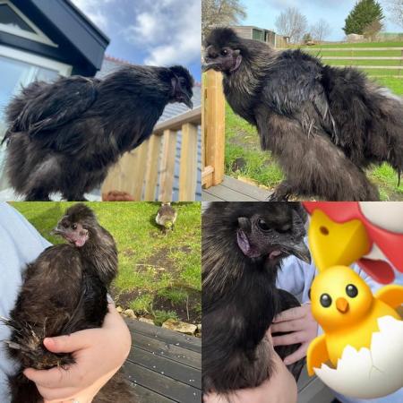 Image 1 of Lovely Silkie male looking for loving home