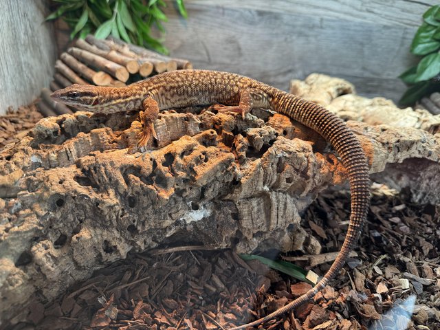 Preview of the first image of Ackie Monitor Female (11 months).