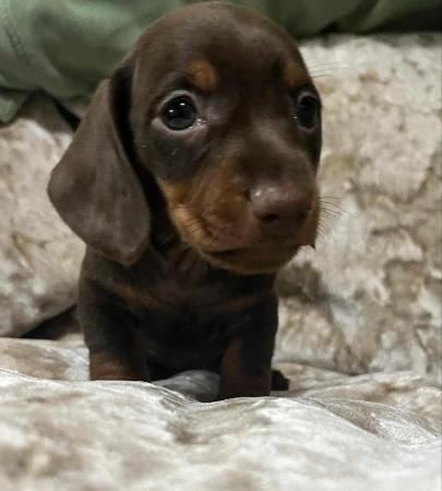 Image 12 of Reduced minature dachshund puppy's