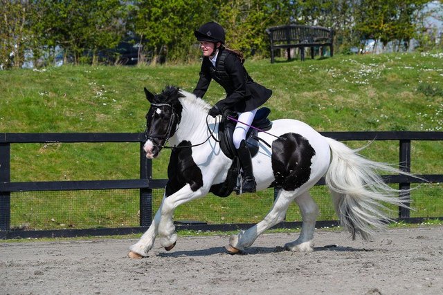 Preview of the first image of Super allrounder - 13.2hh Cob Gelding.