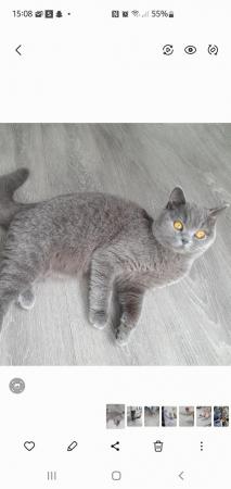 Image 2 of Eight month old British blue female looking for a home