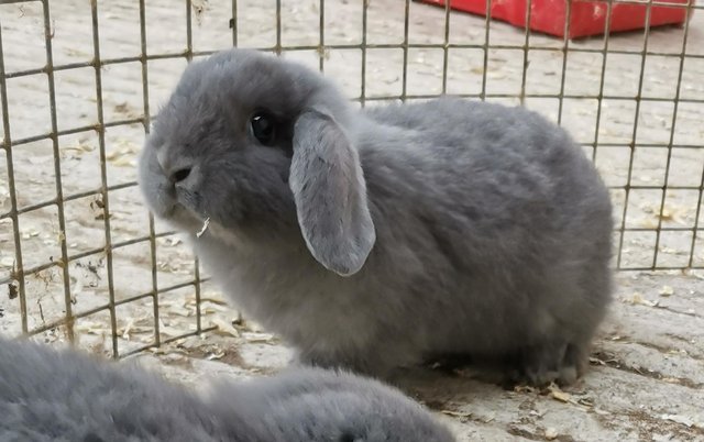 Image 5 of Baby mini lop rabbits 2 for £100