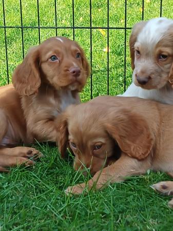 Image 13 of READY NOW KC WORKING COCKER SPANEL PUPPIES FOR SALE