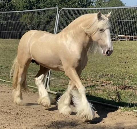 Image 2 of LOVELY CREMELLO COLT YOUNGSTER