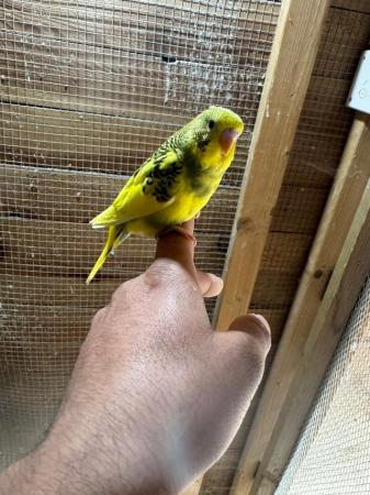 Image 6 of Baby budgies for sale £30 each collection mk404nn