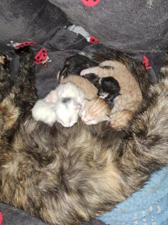 Image 3 of 5 beautiful kittens (BSH x maine coon)