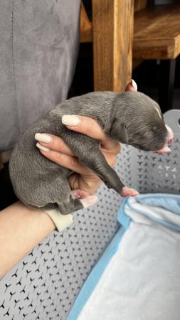 Image 14 of Stunning full pedigree KC registered blue whippet puppies