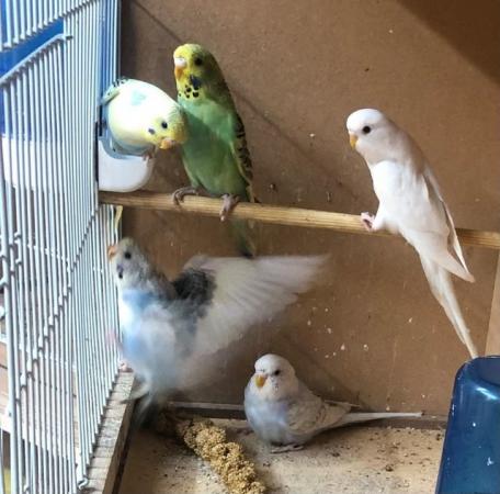 Image 3 of Young budgies looking for good homes
