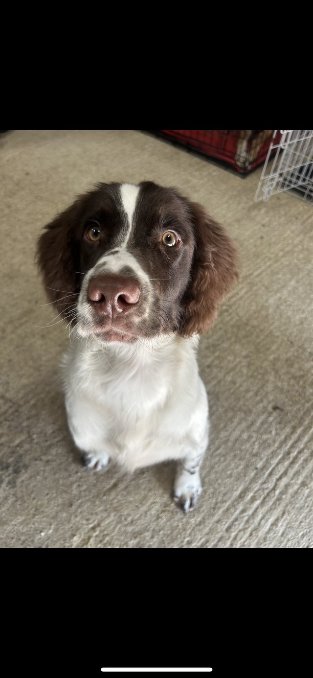 Preview of the first image of 7/8 Month Old Springer Spaniel Dog For Sale.