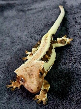 Image 4 of Lily white crested gecko Pinestipe