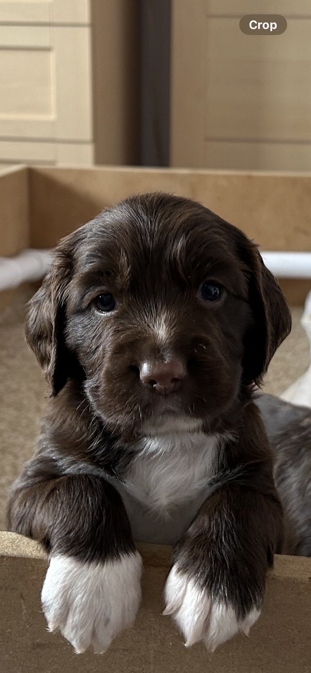 Preview of the first image of Springer Spaniel Puppies.