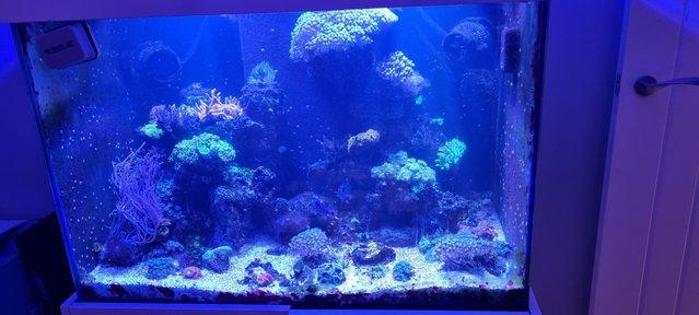 Image 7 of Fully loaded reef aquarium, marine, fish, coral, full set up